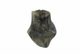 Fossil Ankylosaur Tooth - Montana #97489-1